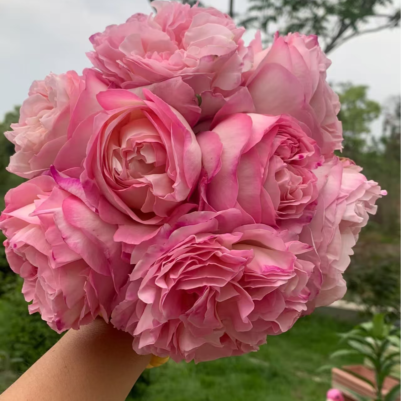 【破晓】粉色大花浓香月季鲜花玫瑰花庭院阳台盆栽月季花