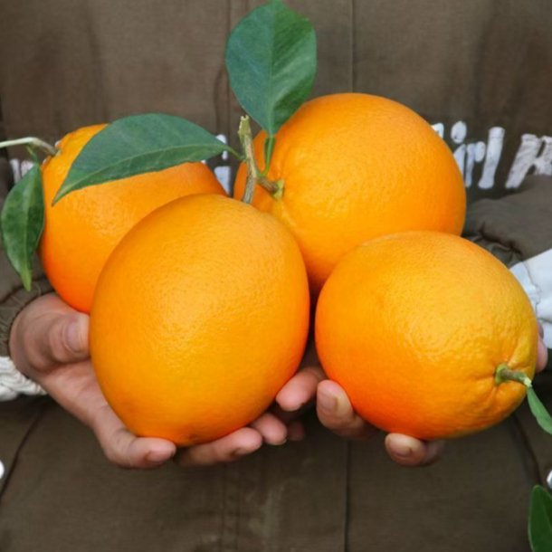 正宗湖南溆浦纽荷尔脐橙新鲜现摘应季多汁香甜水果产地包邮到家