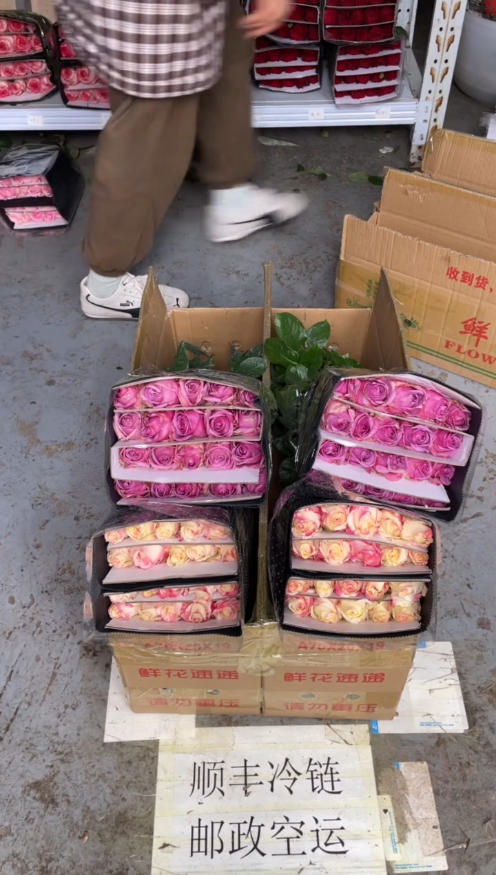 霓裳20枝+冷美人20枝