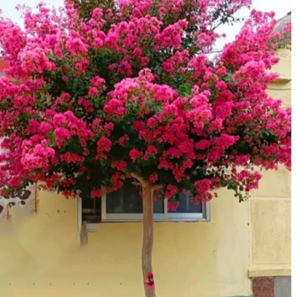 大紫薇盆栽： 正宗川红紫薇原生老桩适合庭院造景