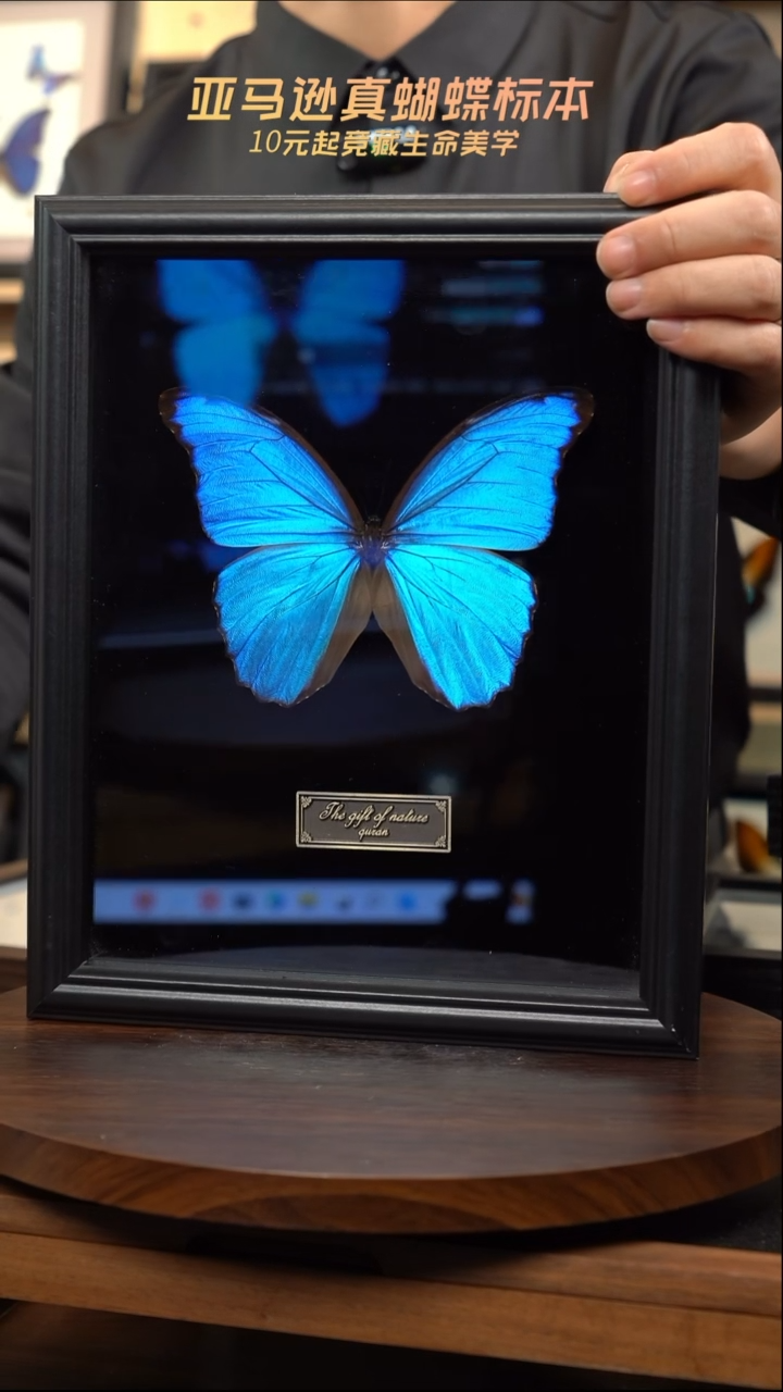 大蓝闪蝶10寸竖黑丝绒底带证书