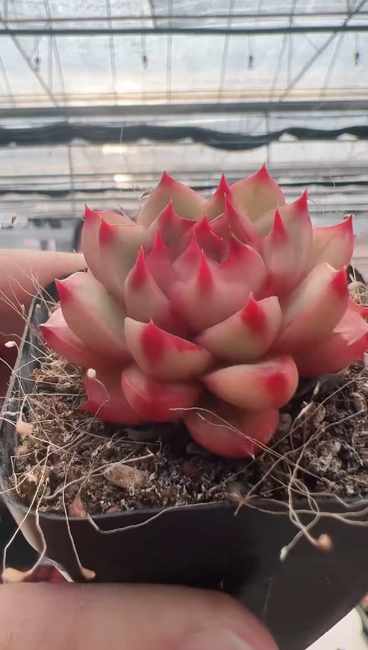 【闪购商品】东云名锦-1