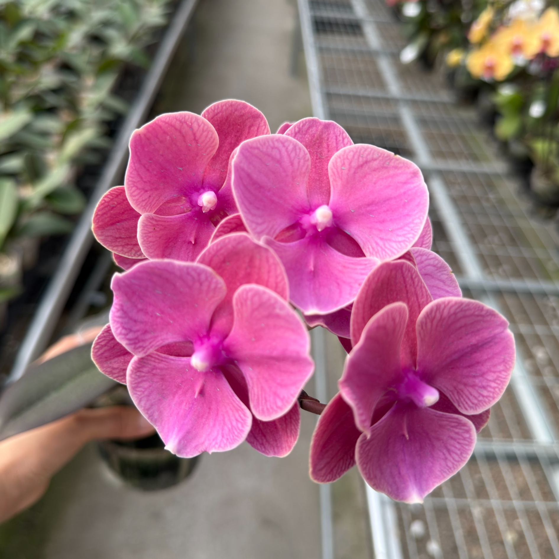 湾湾品【KJC2141】3.5寸苗 无抽梗无花 根系少 复古大舌头