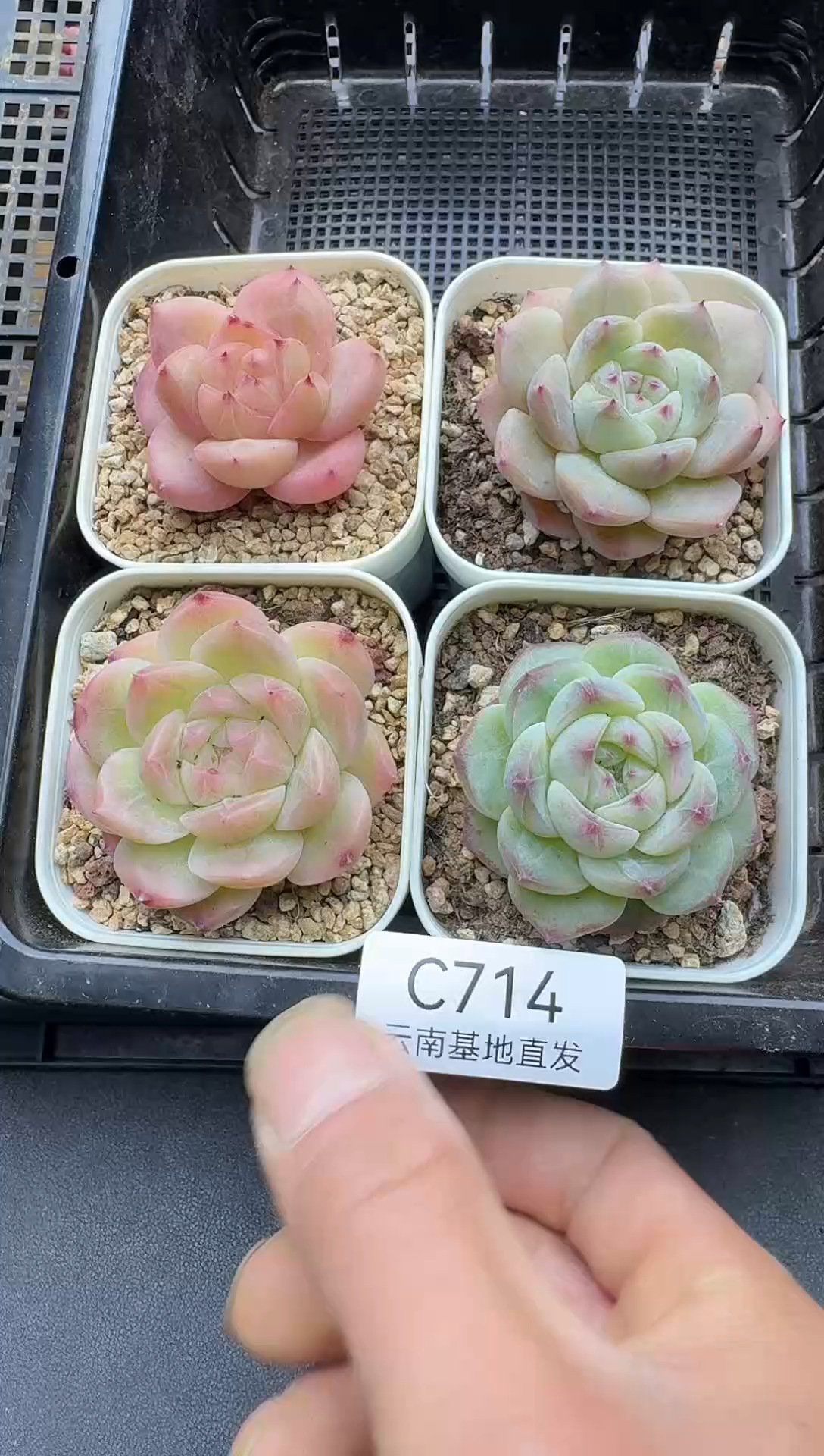 珍妮杂交多肉C714