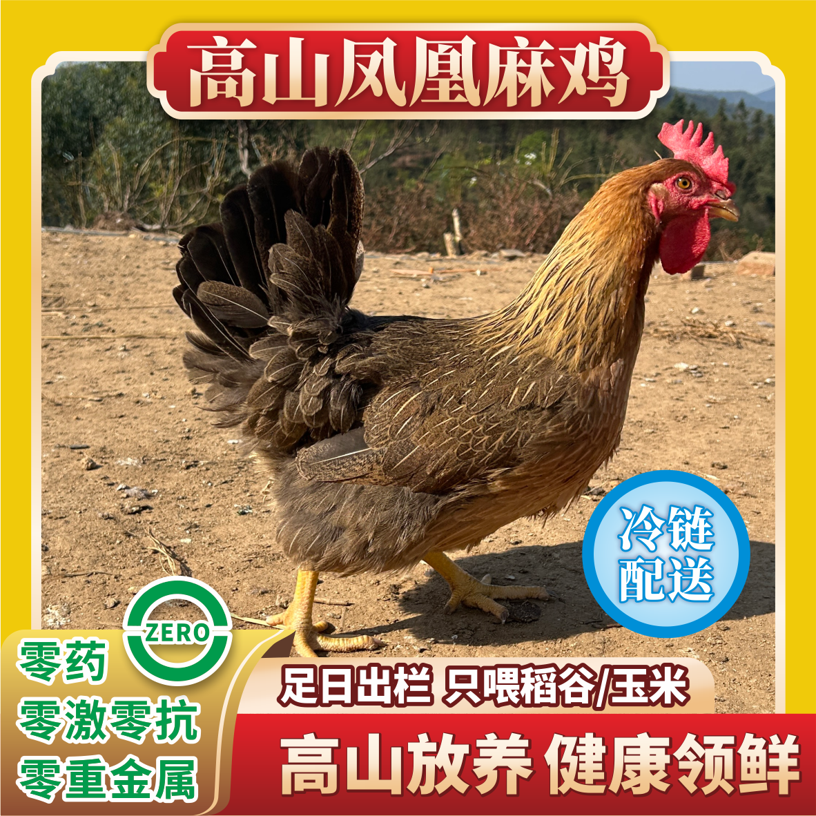 【现宰】 广宁凤凰麻鸡 养足180天 净重5斤 —6斤 顺丰包邮