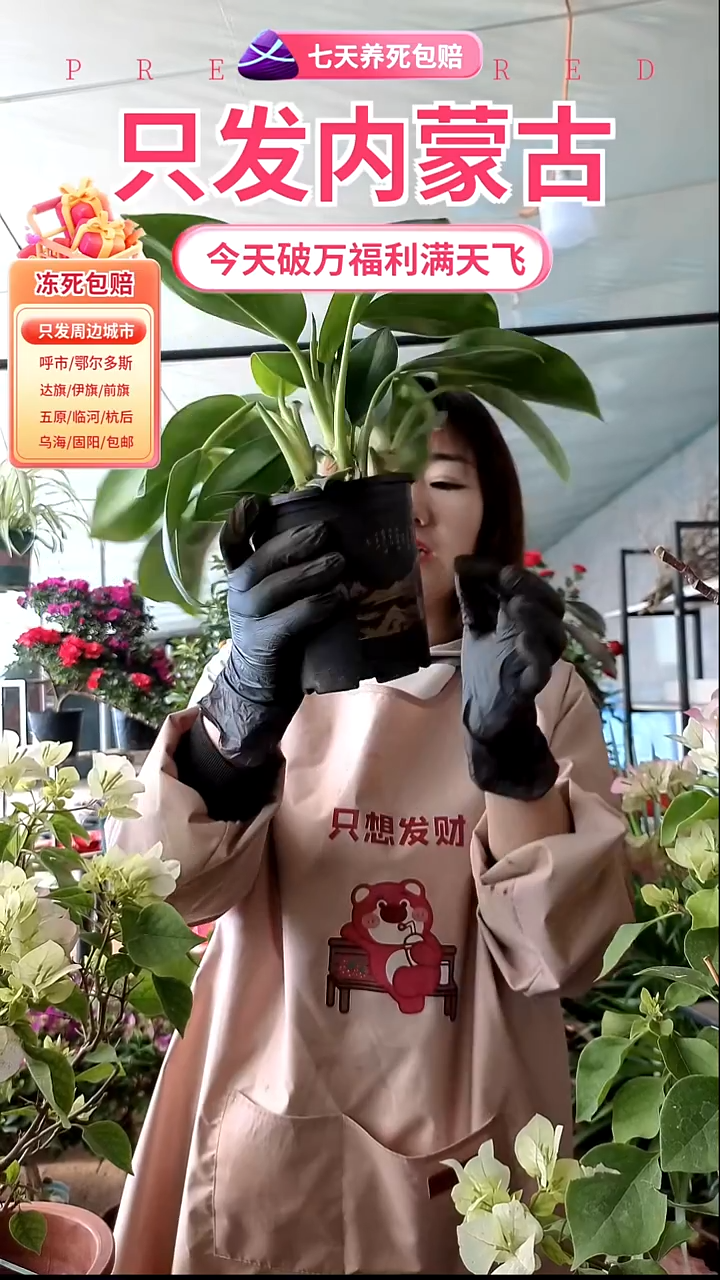 完全开放金砖仿紫砂盆