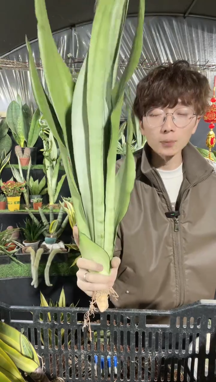 【闪购商品】大号高脚白玉兰裸根18.8