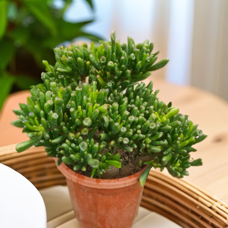 五年吸财树  皮实好养的老桩多肉适合室内外种植多种款式可选