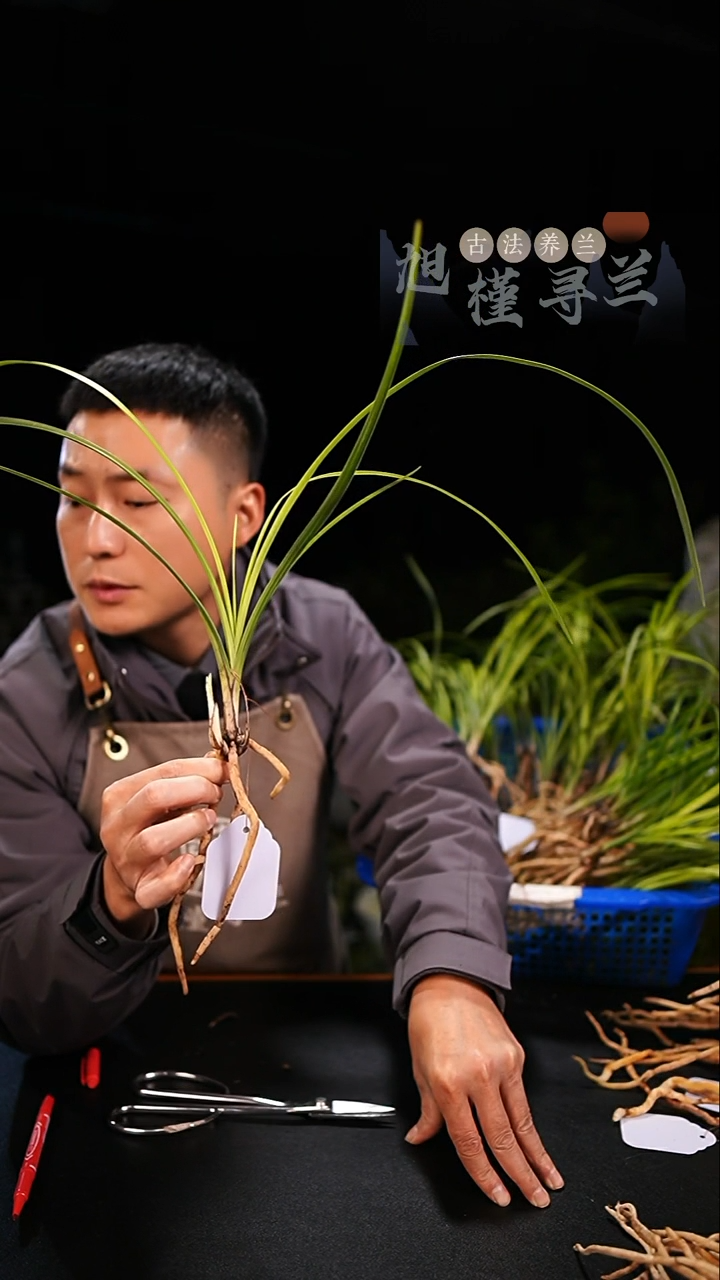 当前无花栽培后可以开花不*蕙兰朱金黄心草（龙头单苗）