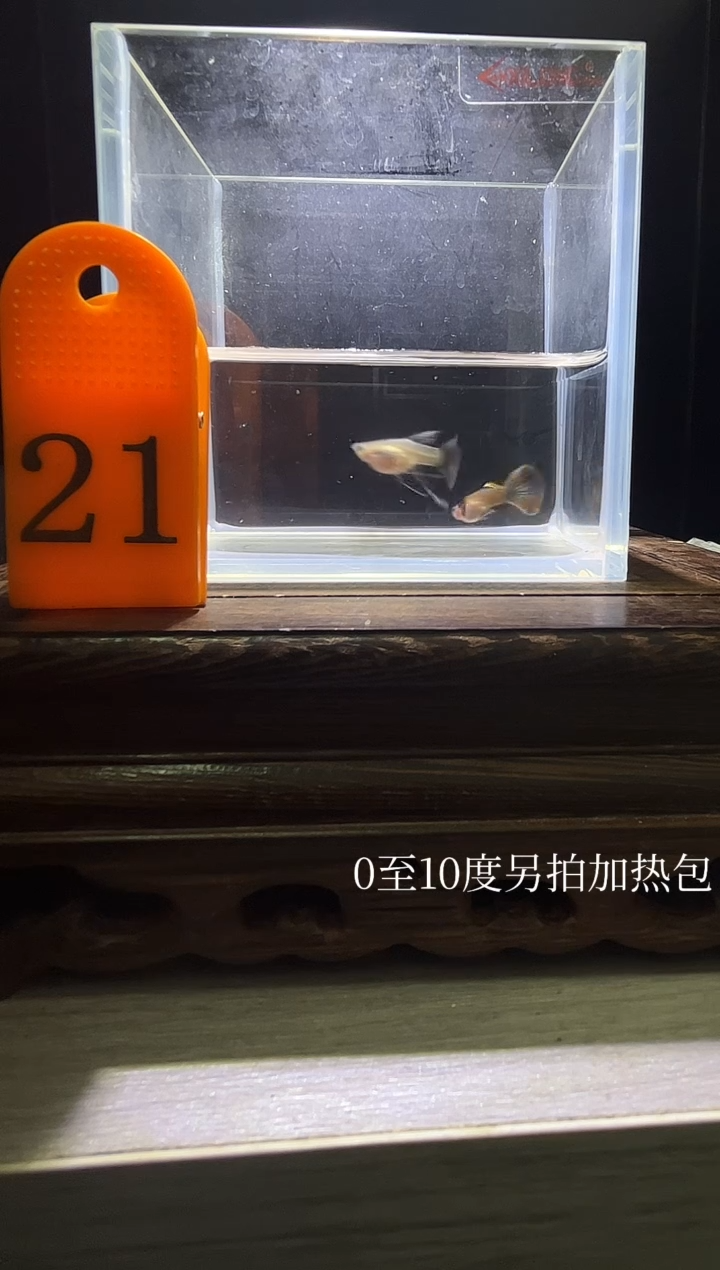 孔雀鱼红龙玻璃猫短C编号21