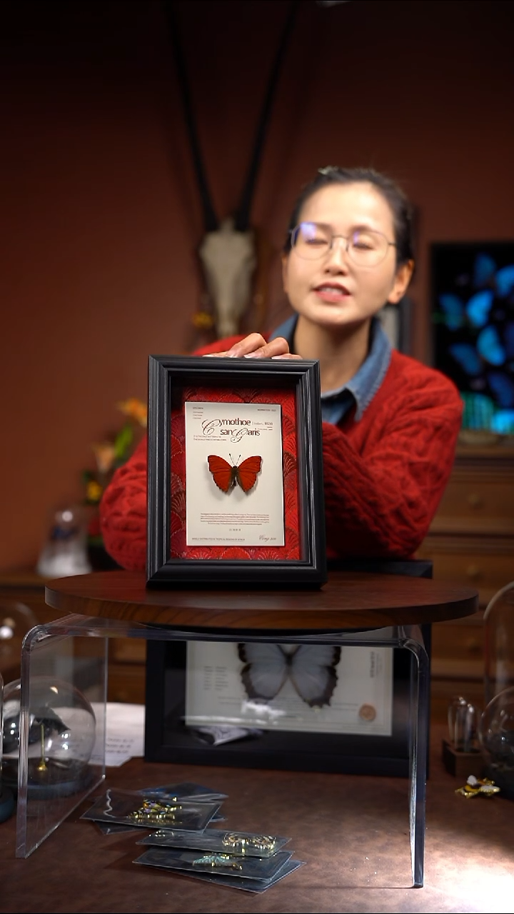 血漪蛱蝶7寸竖框绢布款（常规）