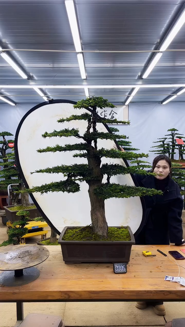 【闪购商品】高端盆景一物一拍，所见即所得