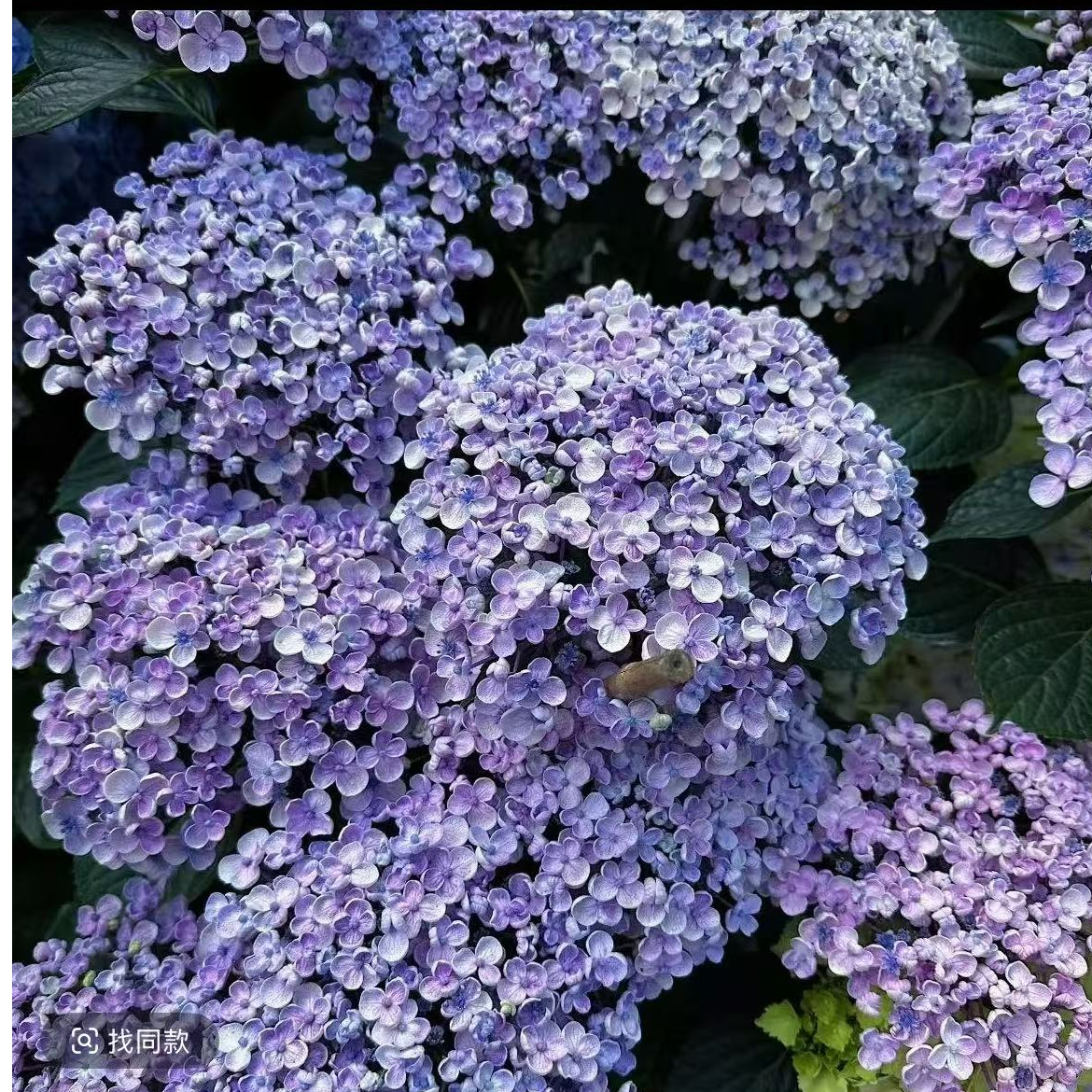 【爆米花】网红绣球  高品质绣球-- 云南昆明发货  老桩露天苗