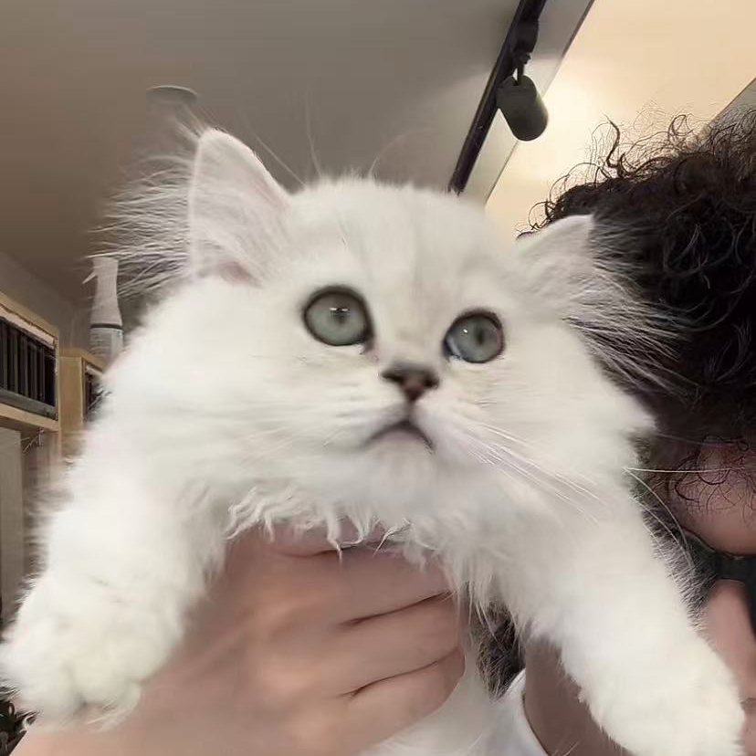 来了姊妹-银渐层矮脚英长猫 妹妹 054