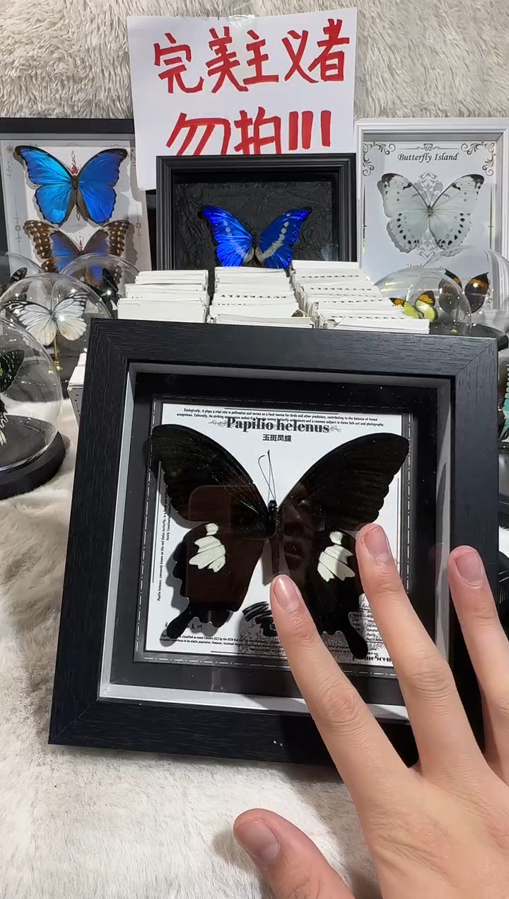 木玉斑凤蝶相框    
