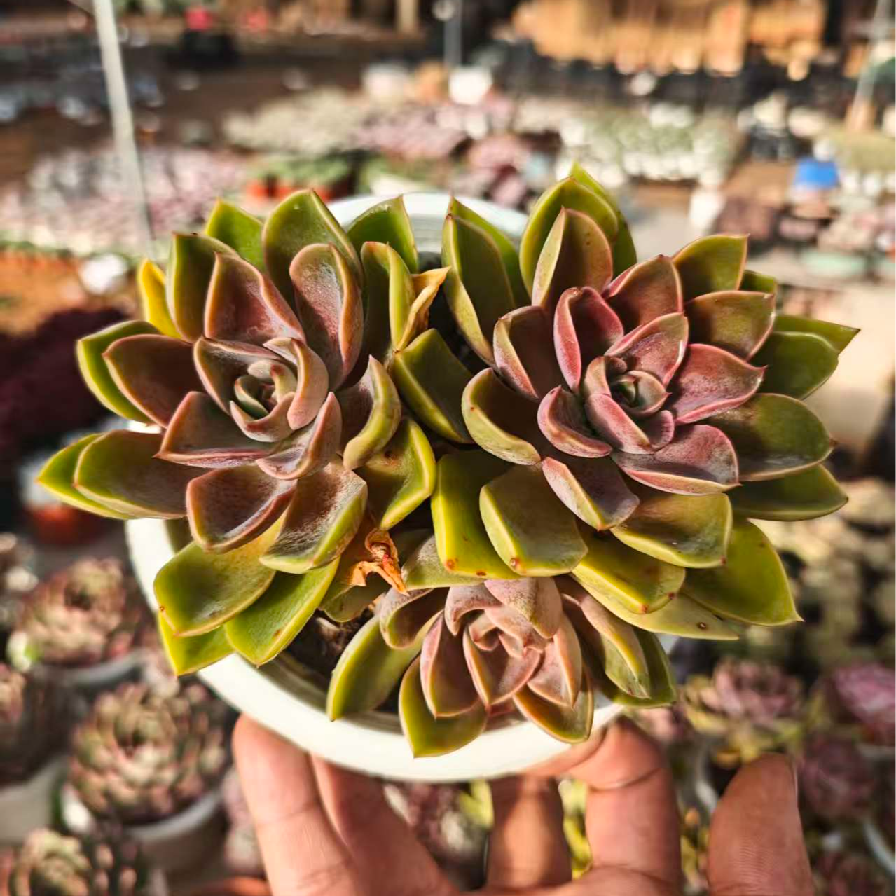 紫气东来 拾忆多肉 好养阳台多肉植物