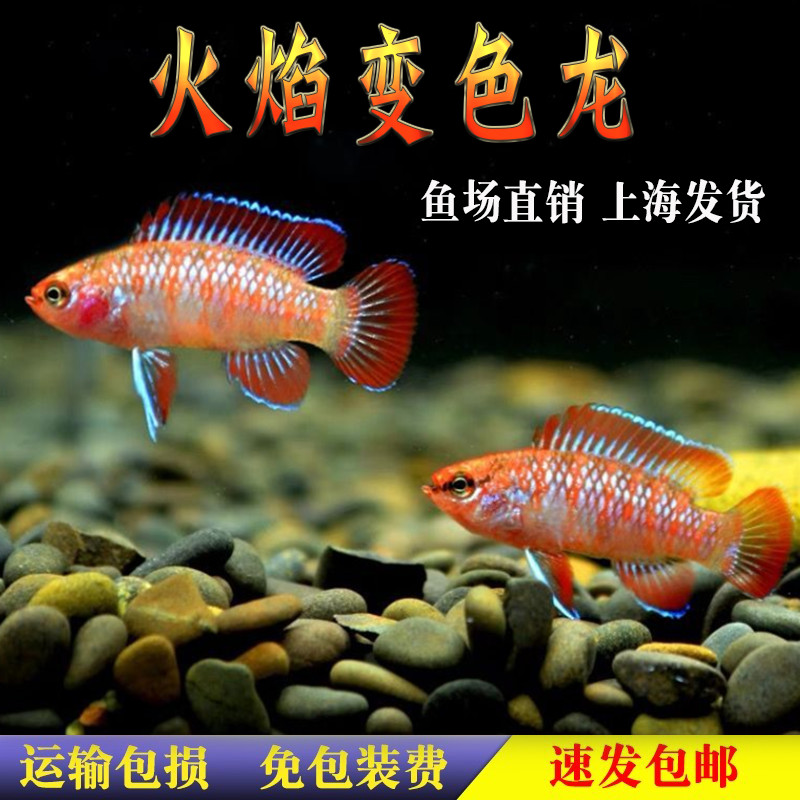 热带鱼火焰变色鱼观赏鱼小型鱼活体宠物火焰龙鱼草缸好养易活皮实