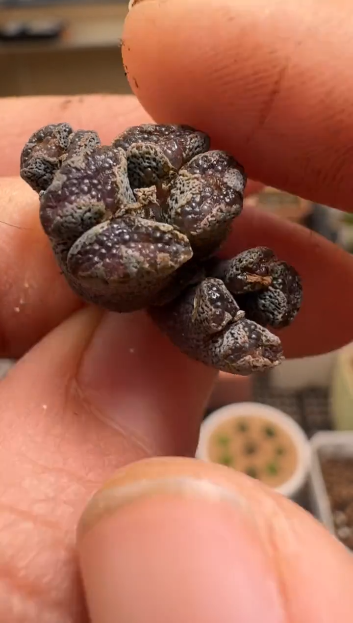 【闪购商品】2/4-45