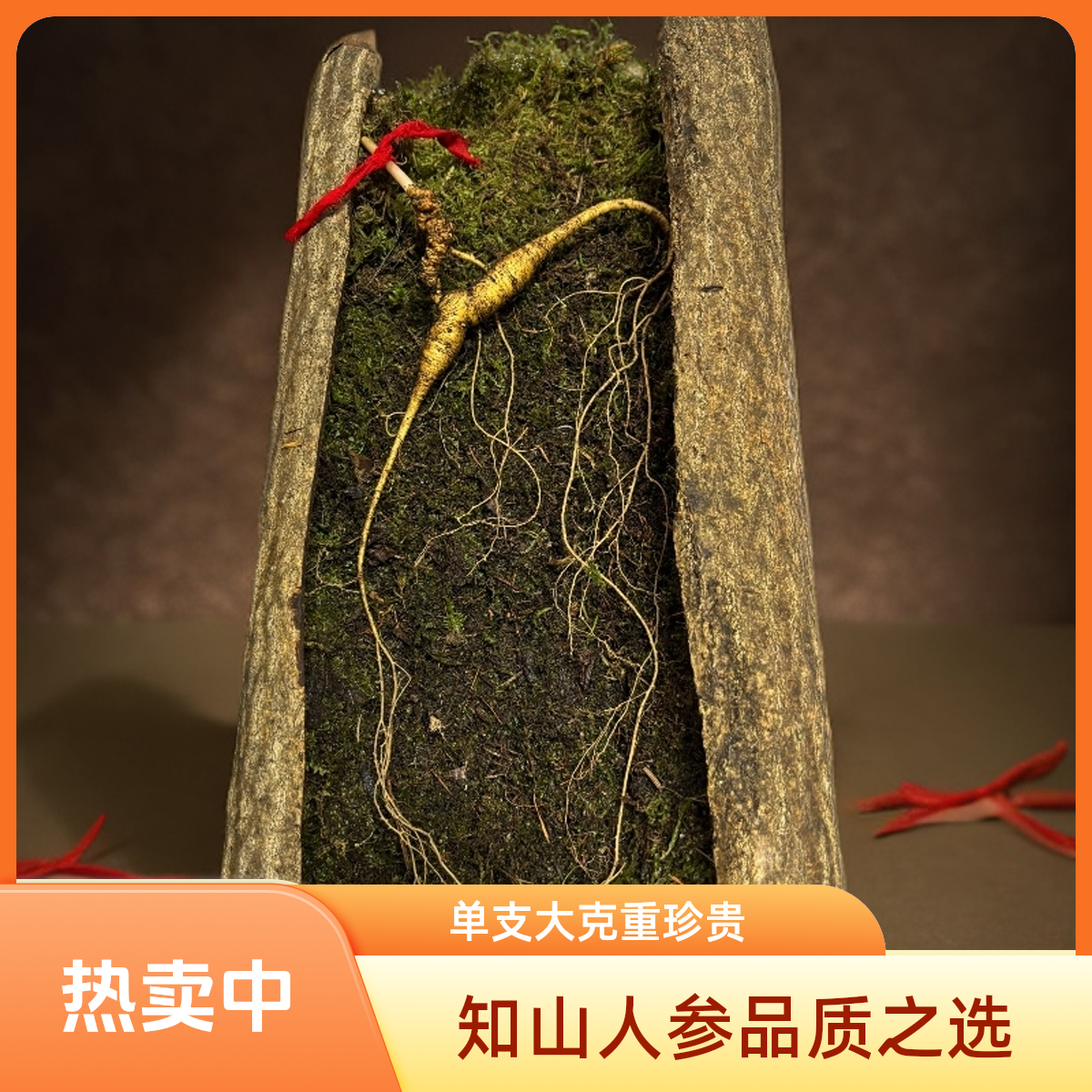 知山人长白山高品质单支大克重纯货老山参