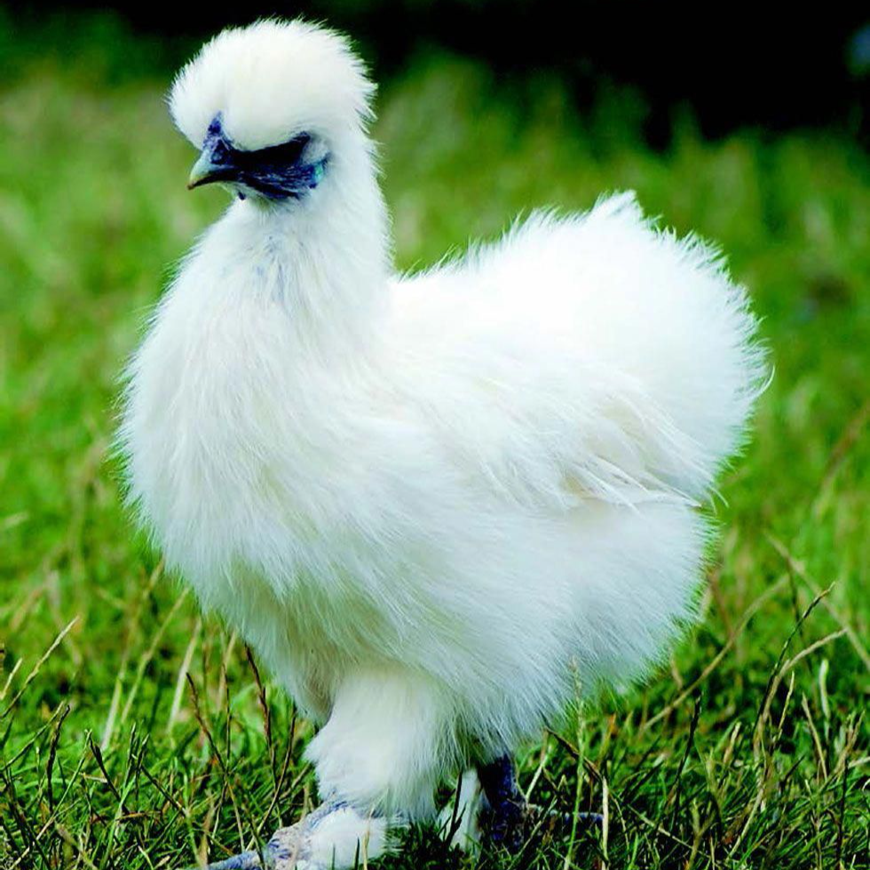 正宗白凤乌鸡粉壳蛋鸡乌鸡汤走地鸡溜达鸡一斤左右发货的