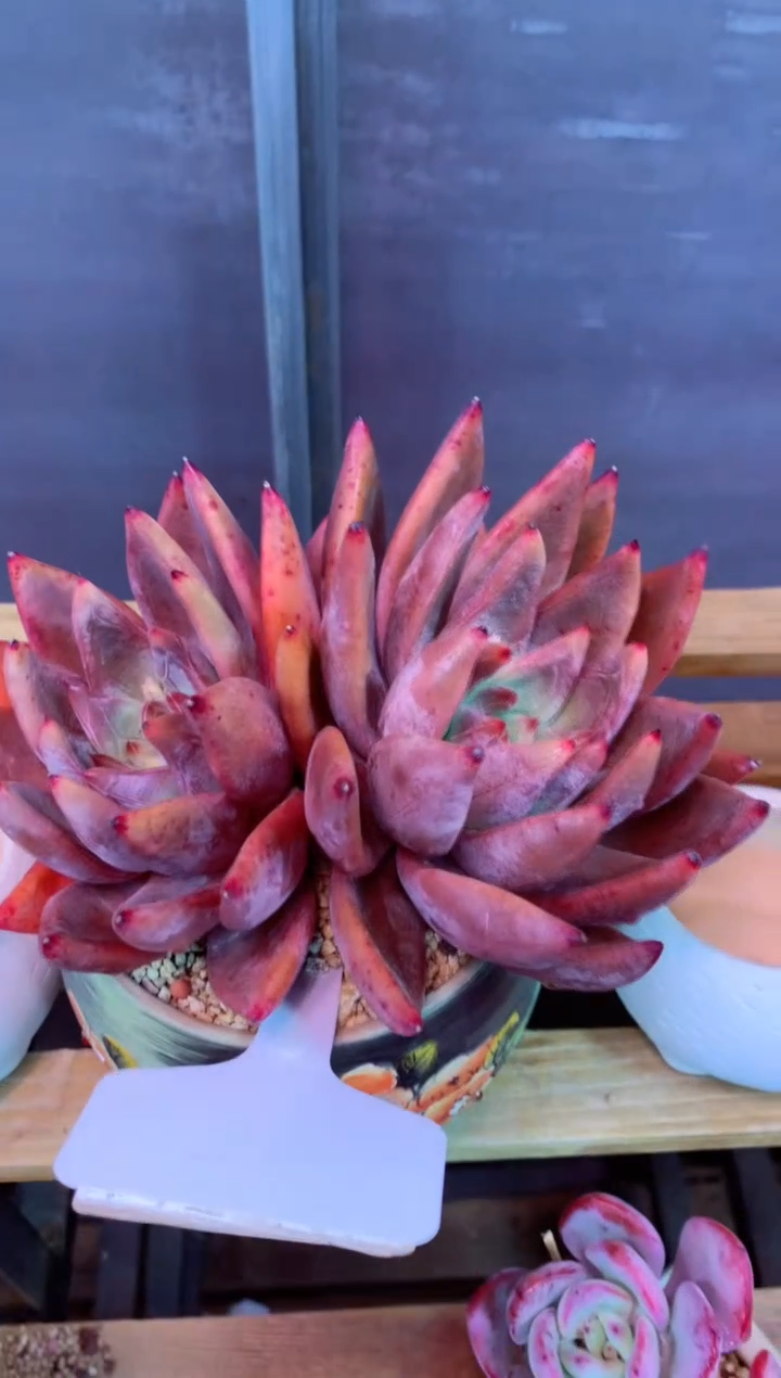 338D（一物一拍，精品多肉，w所见即所得 ）