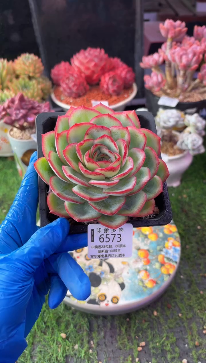 昆明印象多肉6573
