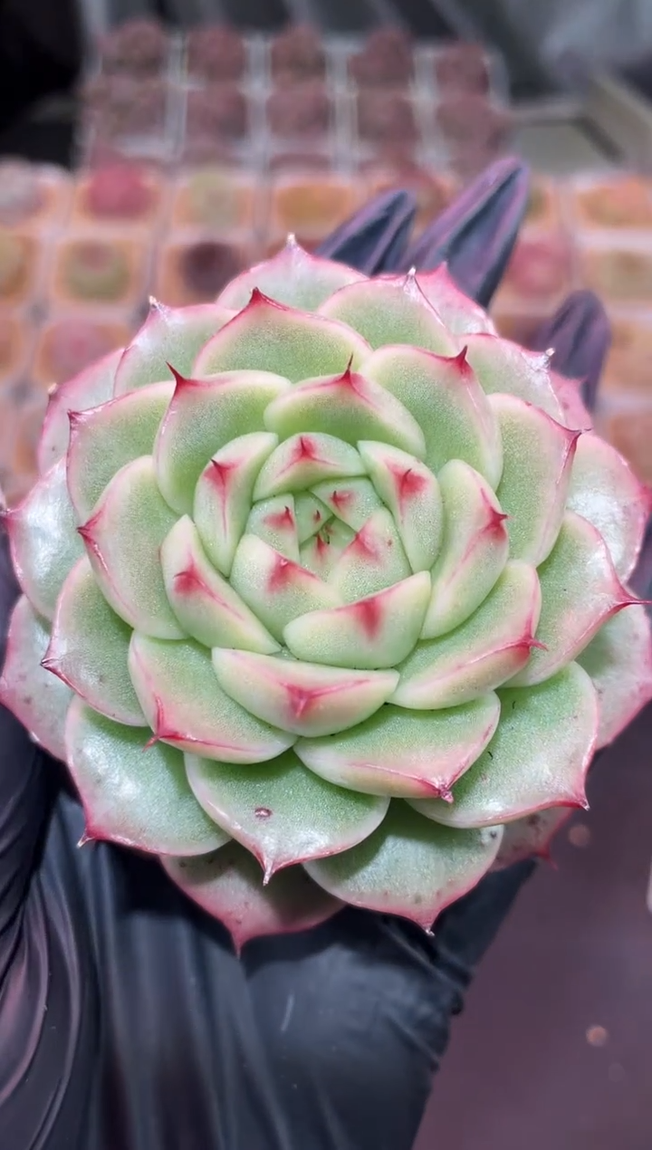 闪购762 翡冷翠多肉一颗  7-8厘米