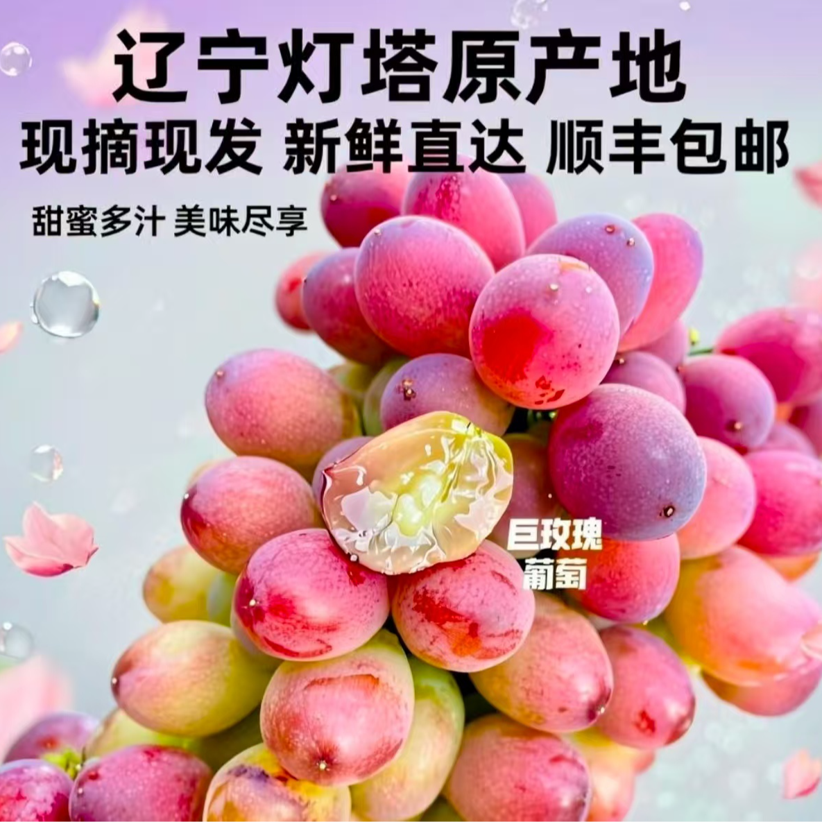 【纯甜无籽 玫瑰味贼浓】灯塔正宗巨玫瑰玫瑰香葡萄葡萄辽宁省