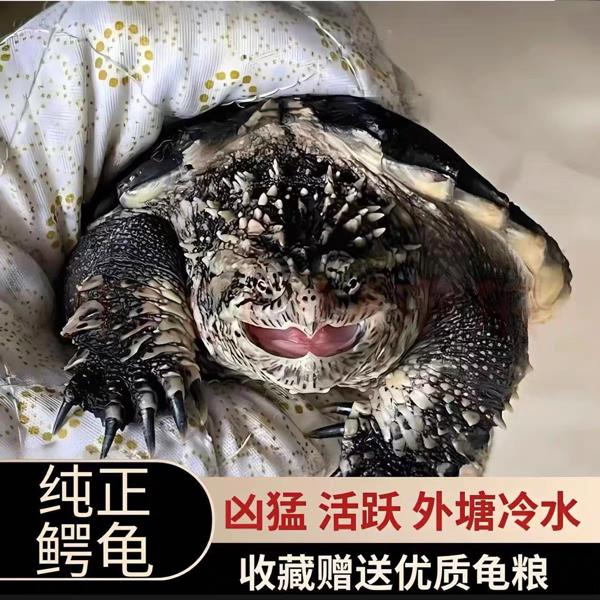直播挑选佛鳄杂佛乌龟宠物龟大头宽嘴爆刺佛鳄宠物观赏龟