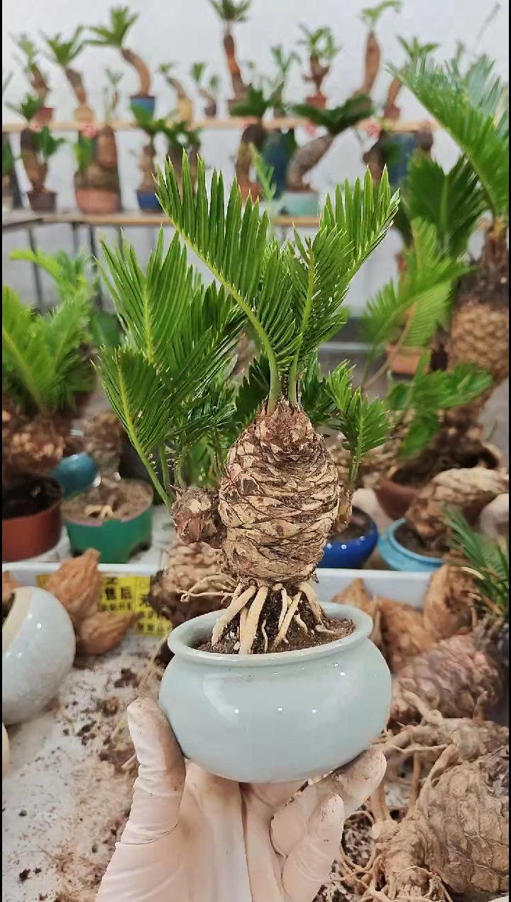 完全开放一*三56111981