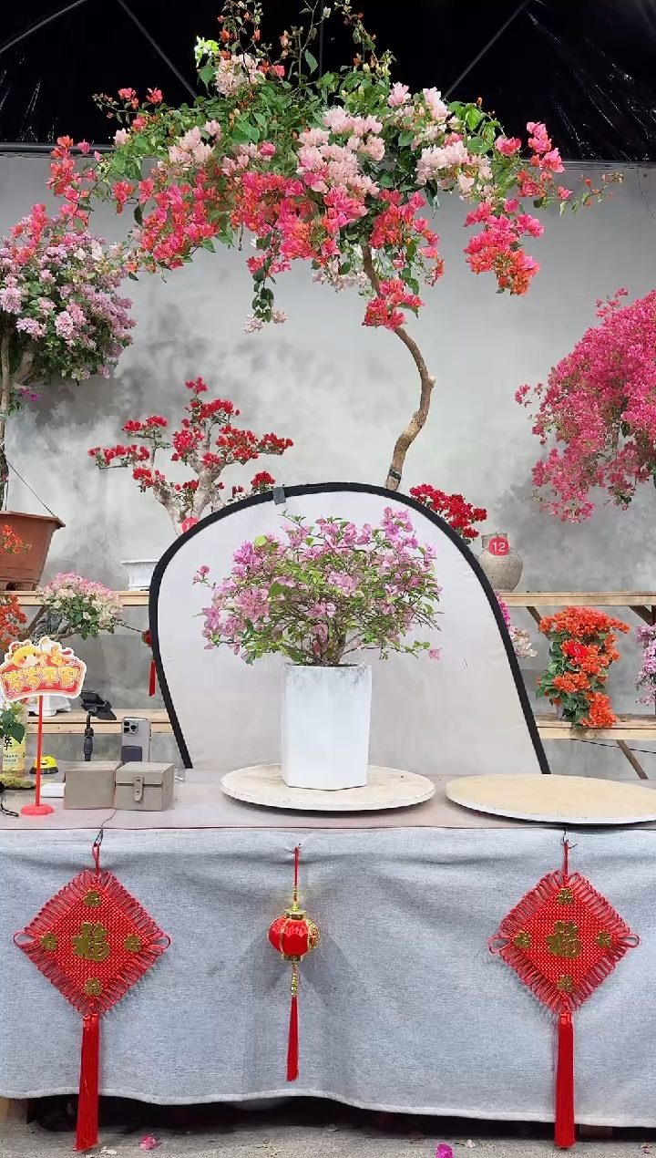 【闪购商品】盆景塞弗里