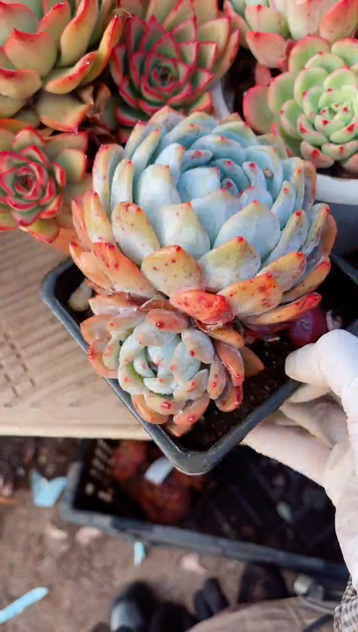 【闪购商品】06168