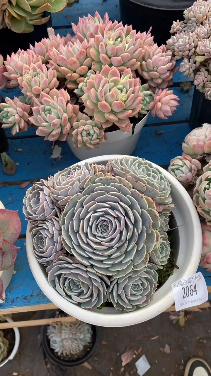 【闪购商品】2064天赐