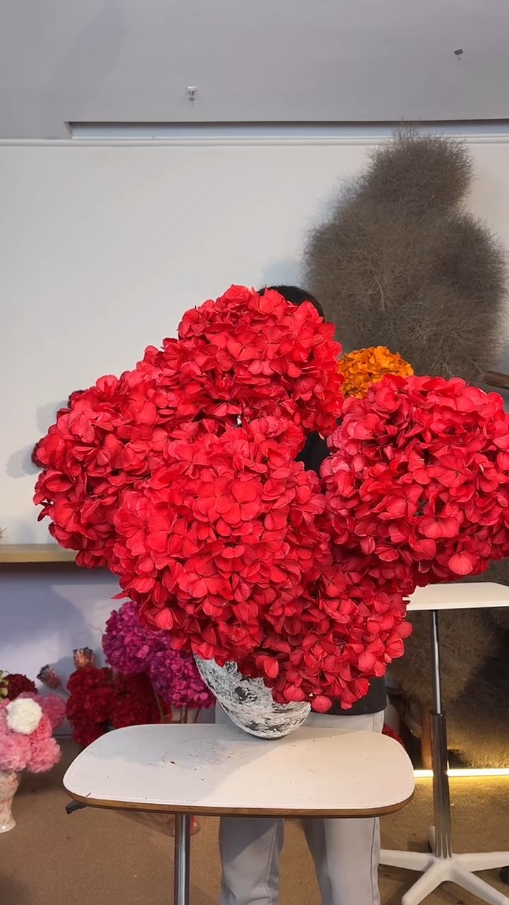 吸色永生大叶绣球5枝 红