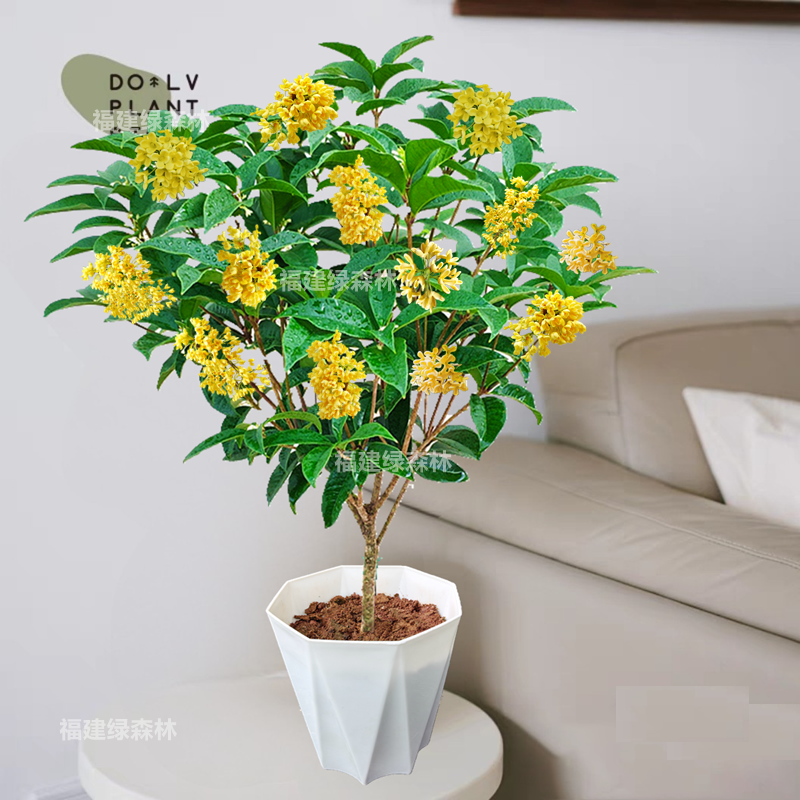 四季桂花盆栽花开四季带花苞桂花树室内外浓香型开花植物阳台好养