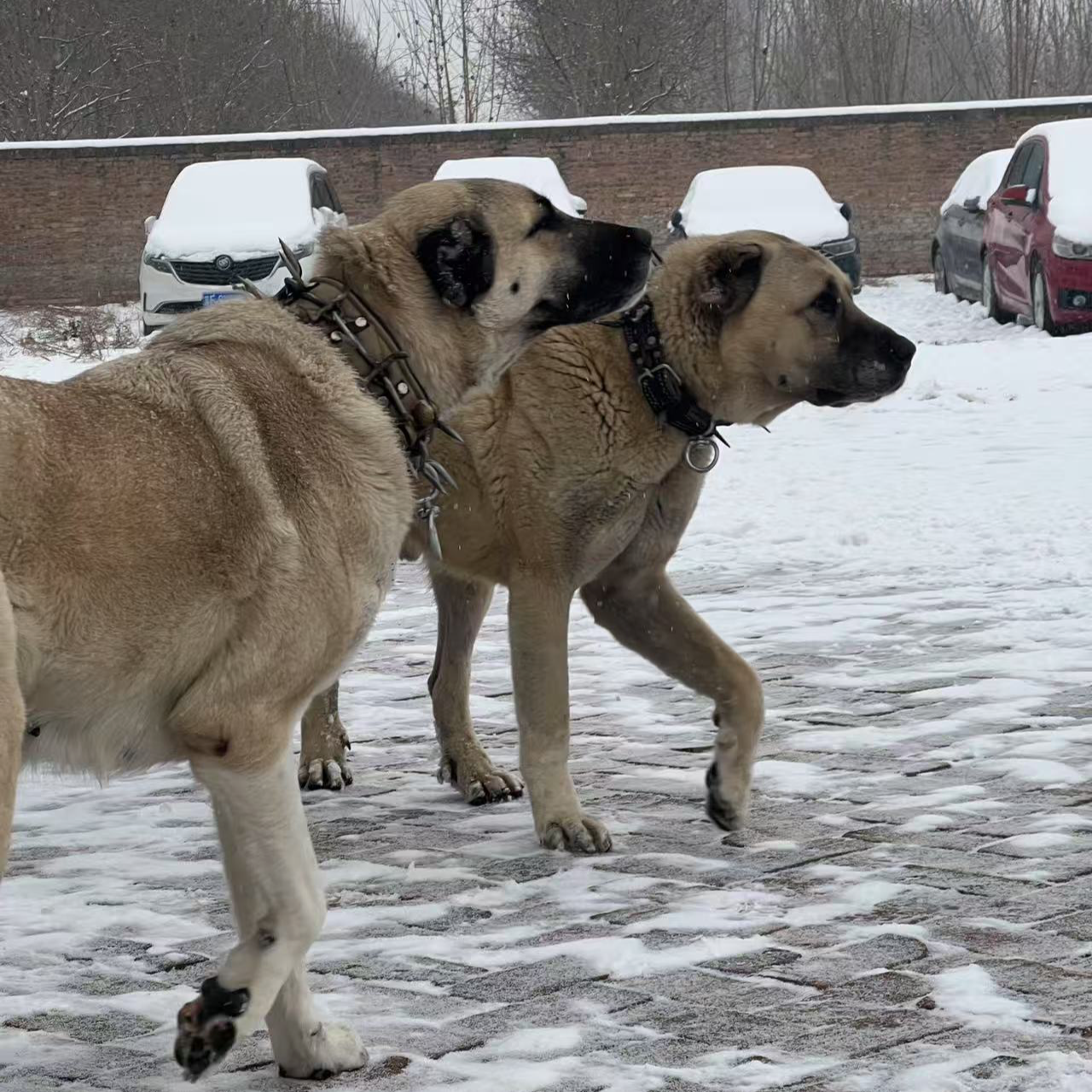 土耳其原生态坎高犬幼犬