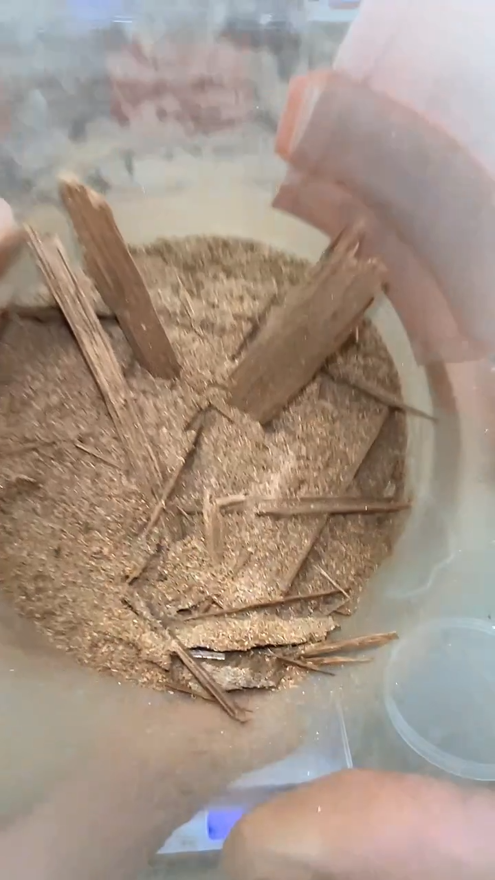 马泥涝奶香碎料粉6g装