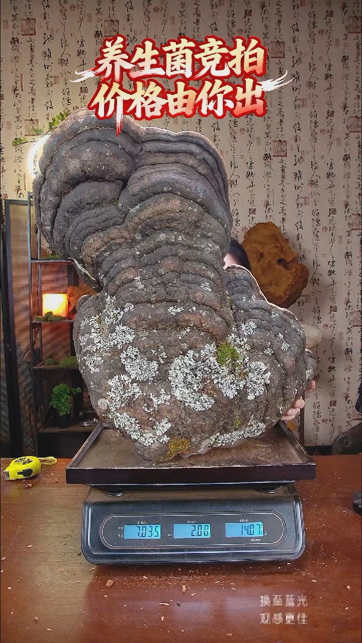 红缘拟层孔菌中国大陆@**哥【藏区野生】红缘树舌（14斤）140-150年份