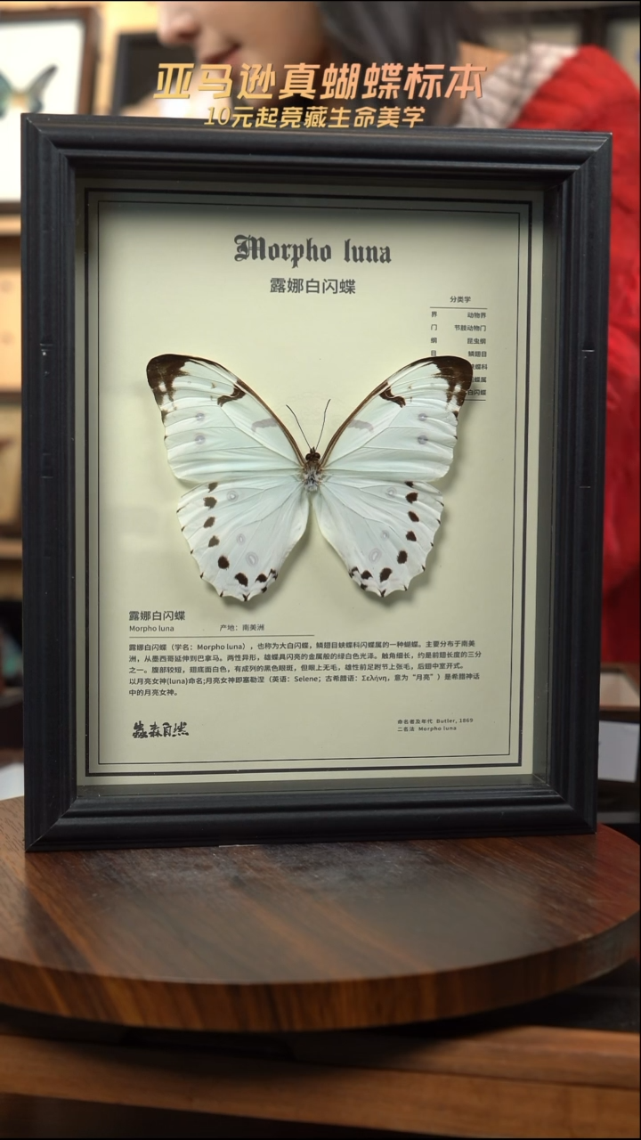 蝴蝶标本摆件竞拍i13