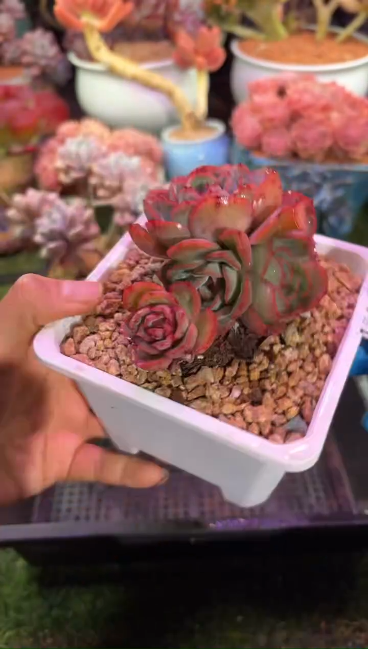 【闪购商品】07248