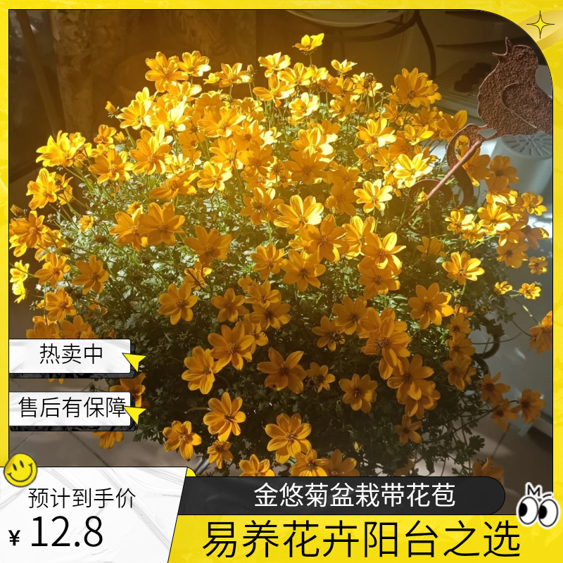 金悠菊盆栽带花苞发货阳台窗台开花植物花期长易养