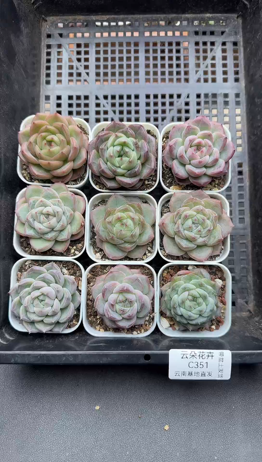 珍妮杂交多肉C351