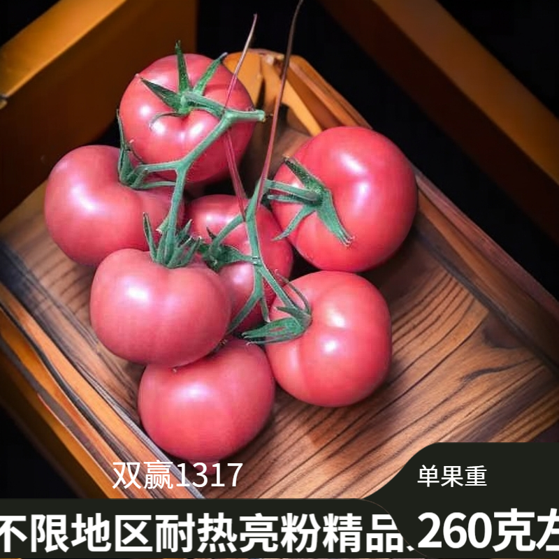 山东寿光亮粉耐热型精品果双赢1317抗TY褪绿病毒耐灰叶斑番茄种苗