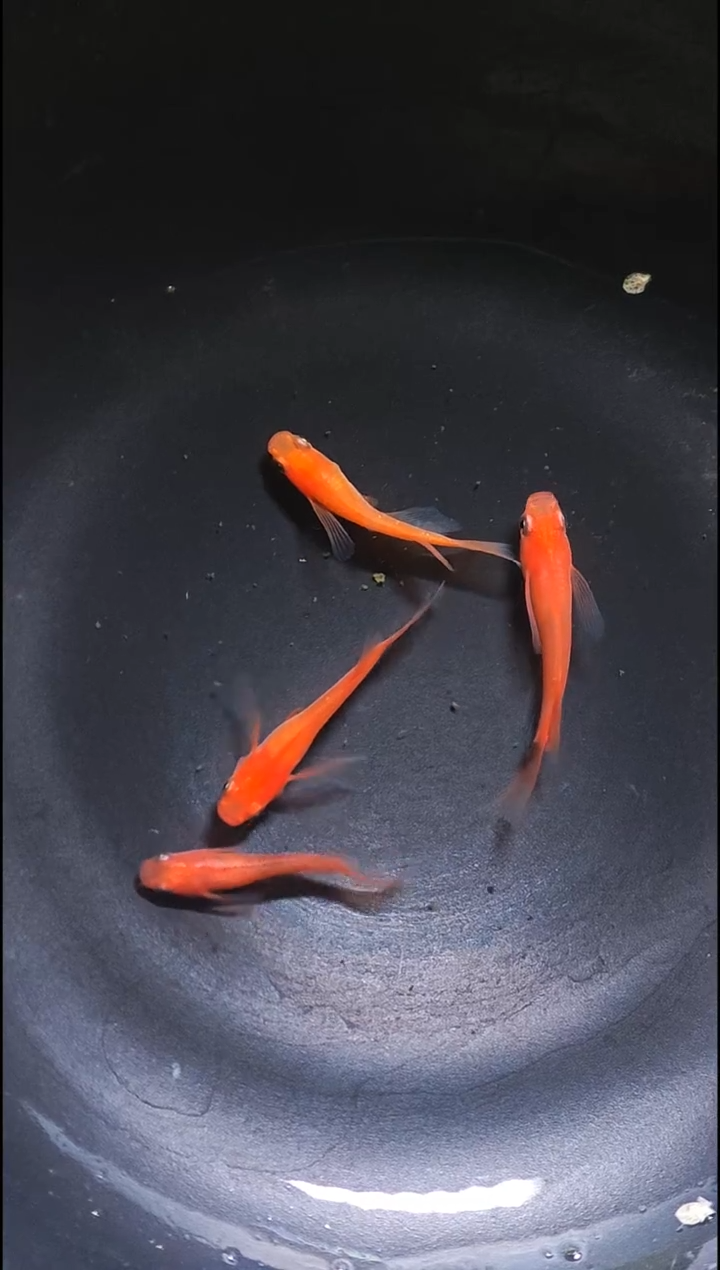 青鳉鱼观背青鳉038