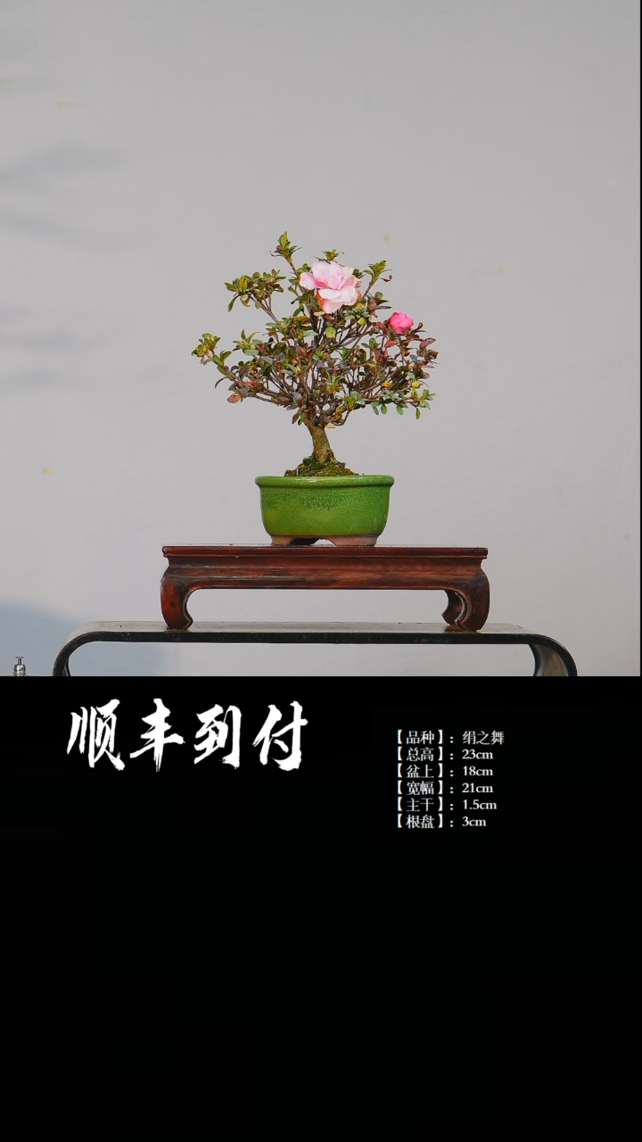 【闪购商品】1C966 绢之舞 不包邮