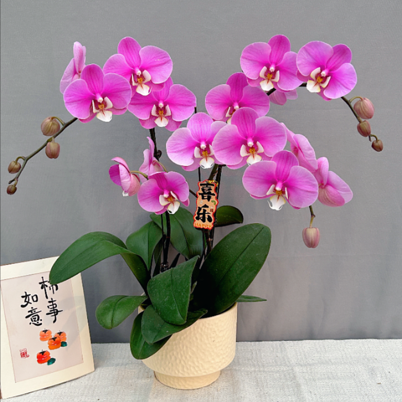 花满屋【安娜-蝴蝶兰】 高端鲜花 花期长室内观赏花 送礼年宵花
