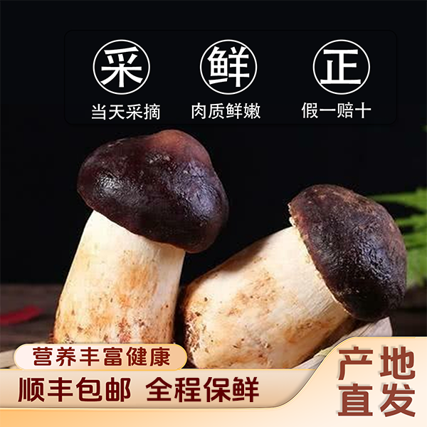 富含丰富的氨基酸、维生素，长在松树底下的赤松茸自然生长全程保鲜