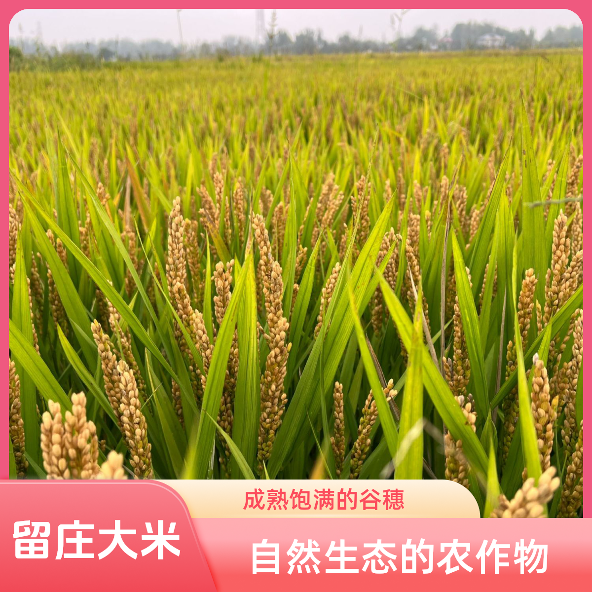 【达人推荐】正宗留庄大米农家胚芽米煮粥软糯香甜当季新米