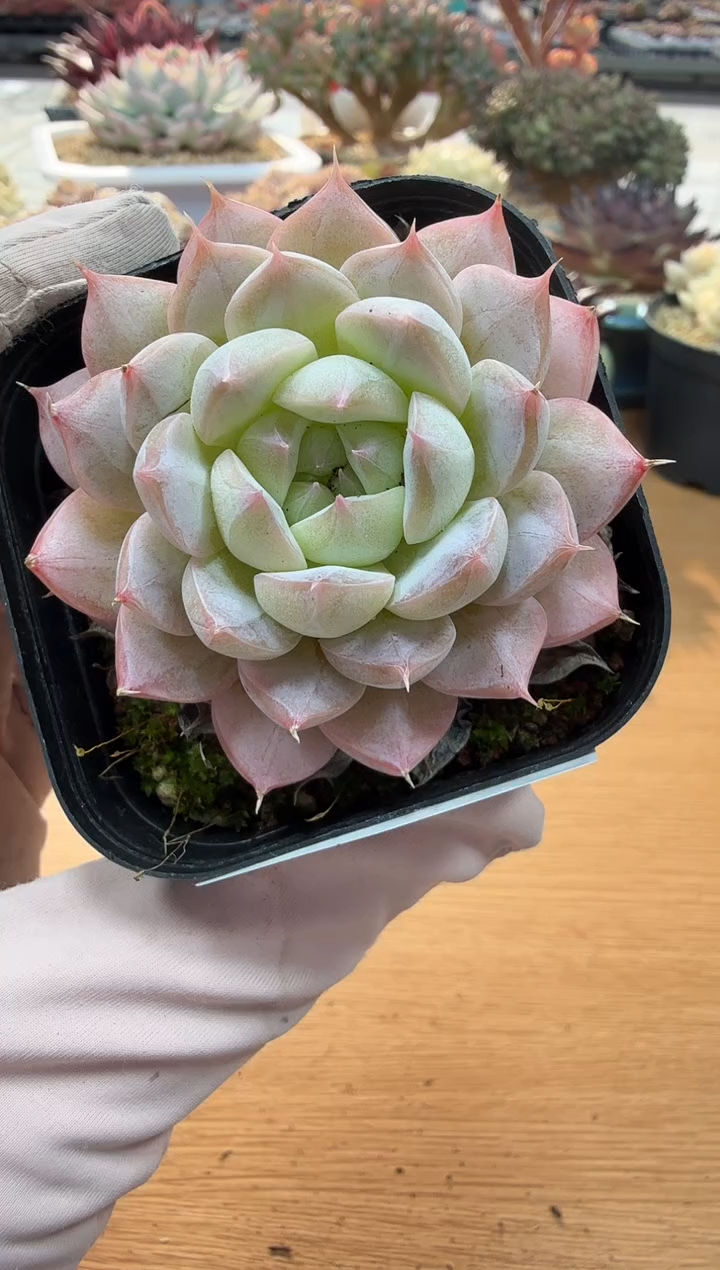 东云多肉园二店-29