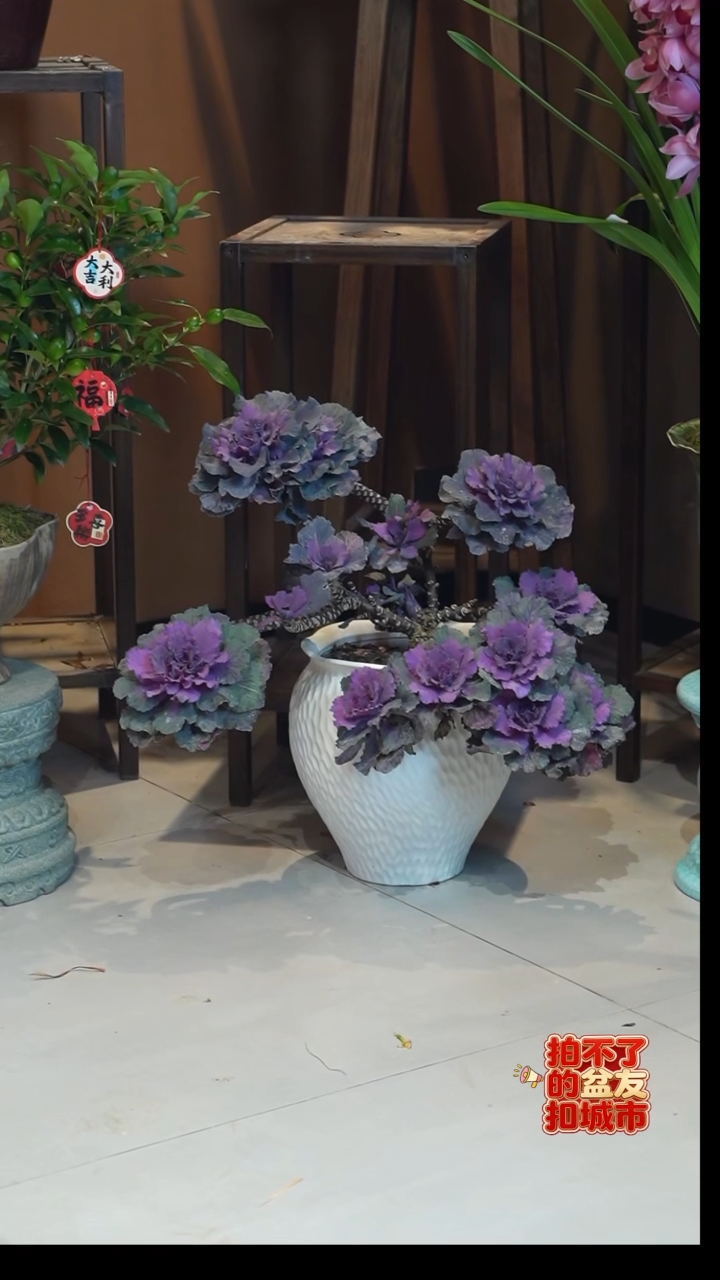 全部花朵阿**?羽衣甘蓝盆景盆景盆景